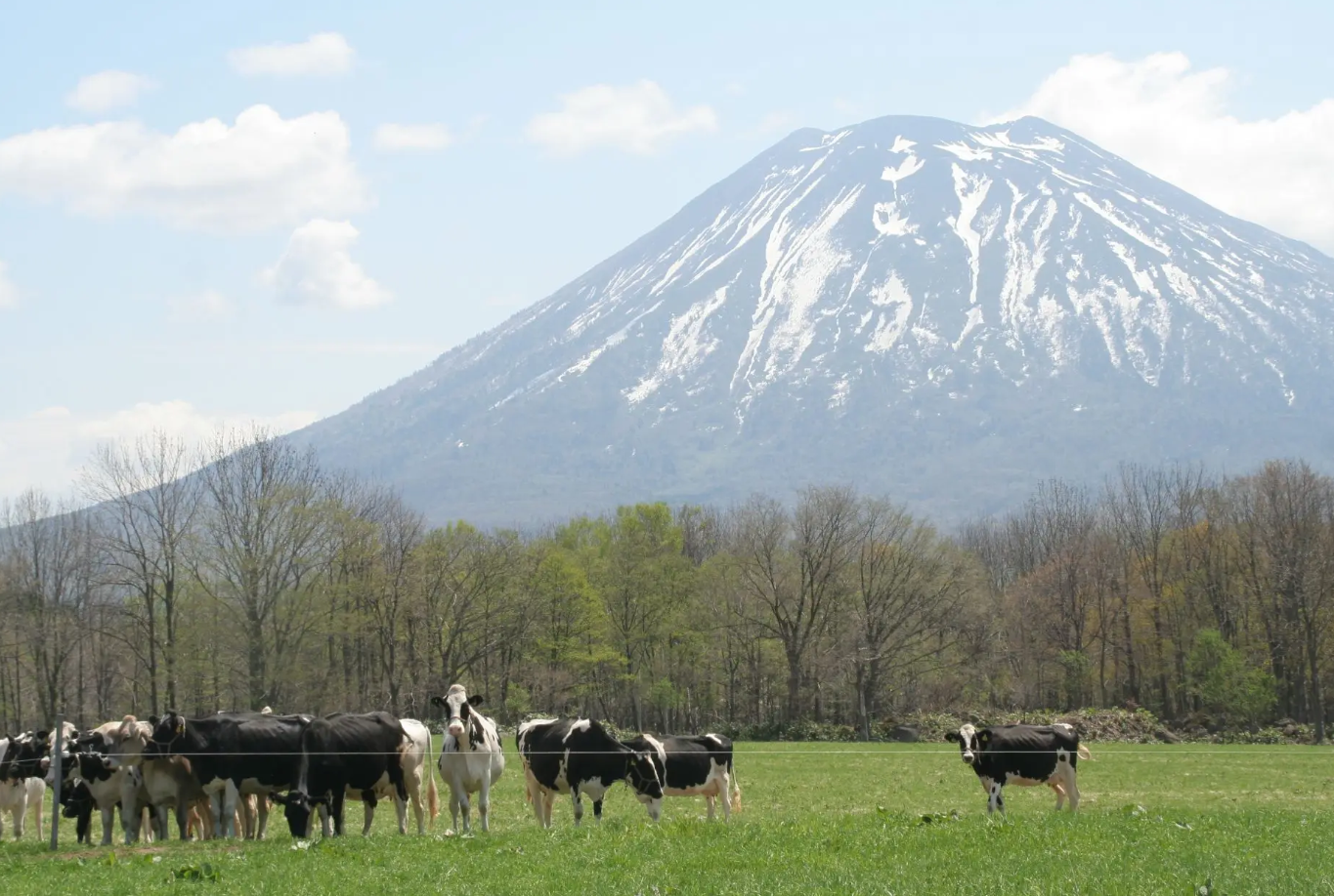 羊蹄山を背景に、ニセコの牧草地で草を食む乳牛
